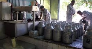 Afghanistan’s Dairy Production Declining