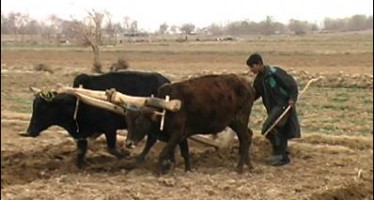 USD 65m grant for promoting Afghan agriculture