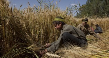 Samangan’s wheat production 13 times higher than last year’s