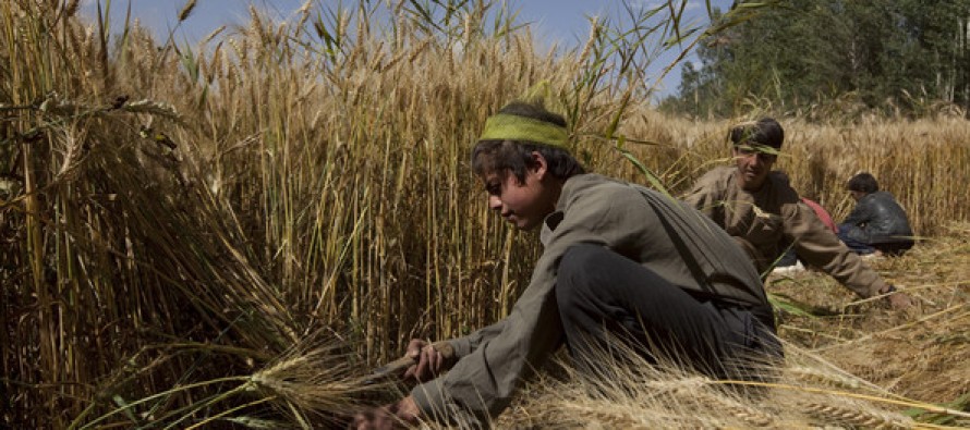 Wheat production in Badghis has more than doubled this year