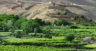 Unwanted Rain- A nuisance for grapes in Ghazni