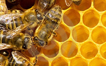 Helmand Produces 36 Tonnes of Honey