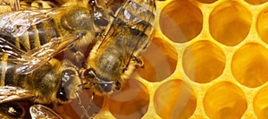 Afghan honey producers urge the government to find international market