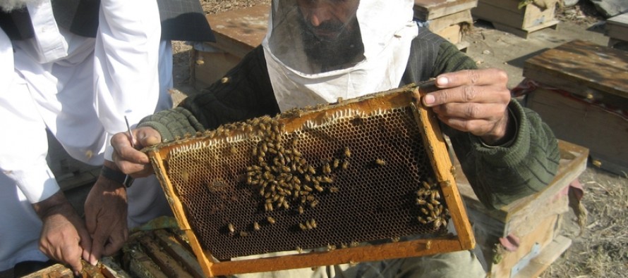 Honey production increasing in Bamyan