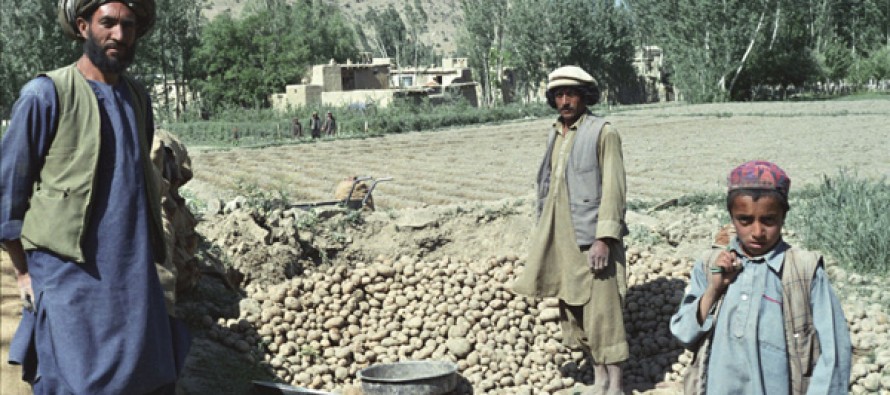 Bamyan potato production higher this year