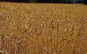 Kunduz wheat yield slumped for various reasons