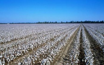Cotton the best alternative to opium- Helmand elders