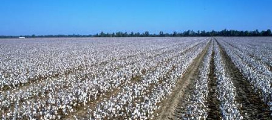 Afghan Agriculture Ministry to standardize cotton production in Baghlan