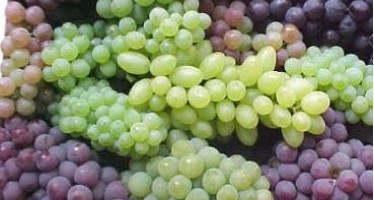 Samangan sees an increase in grapes production