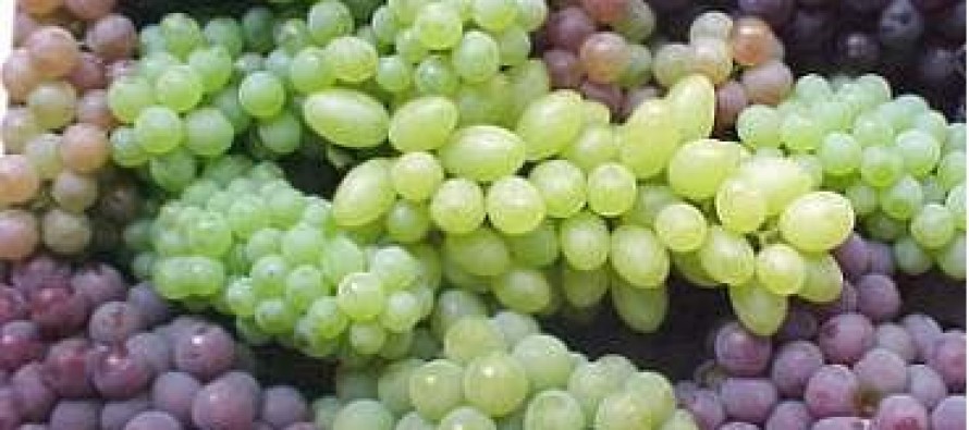 Samangan sees an increase in grapes production