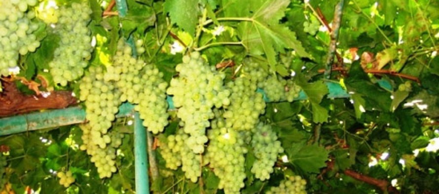 Kandahar expects to export 40,000 tons of grapes worth millions of dollars