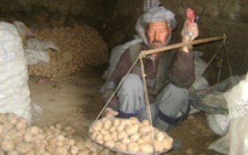 Potato price declining in Bamyan