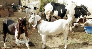 Bribes to customs officials cause prices of sacrificial animals to skyrocket-Afghan merchants