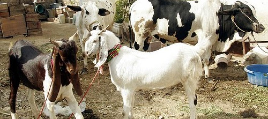 Bribes to customs officials cause prices of sacrificial animals to skyrocket-Afghan merchants