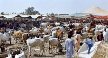 Are all Muslims able to purchase sacrificial animals?