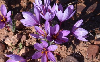 Saffron to become a countrywide crop in Afghanistan