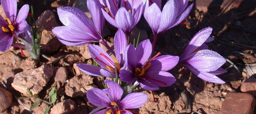 Paktika farmers call on government for saffron cultivation training