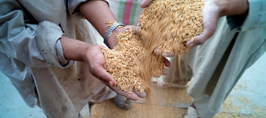 Increase in Kunduz rice yield