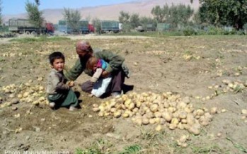 Prices of Bamyan potatoes decline due to imports from Pakistan and Iran