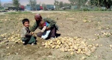 Prices of Bamyan potatoes decline due to imports from Pakistan and Iran