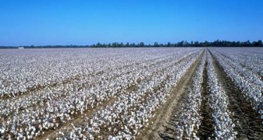 Cotton Production Up By 21% In Afghanistan
