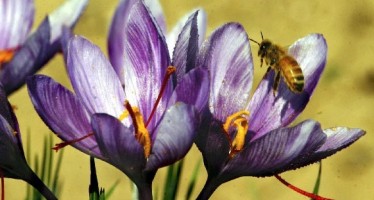 Ghazni farmers happy about their saffron yield