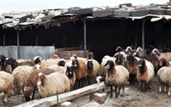 Snowfall causing problems to the livestock in Baghlan