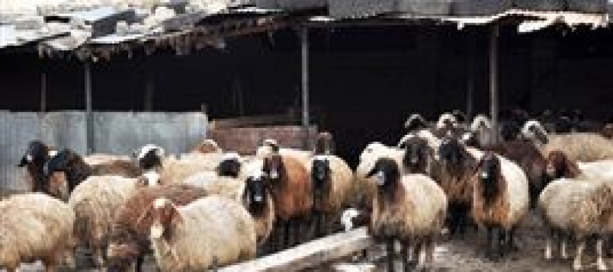 Snowfall causing problems to the livestock in Baghlan