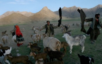 Hidden casualties of Afghan war: nomadic farmers adopt more settled life