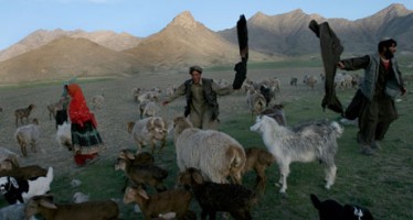 Hidden casualties of Afghan war: nomadic farmers adopt more settled life