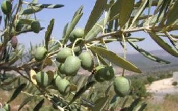 Afghan Olive Farms Waiting for Water