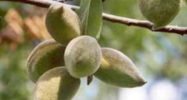 Uruzgan finds market for its almond production