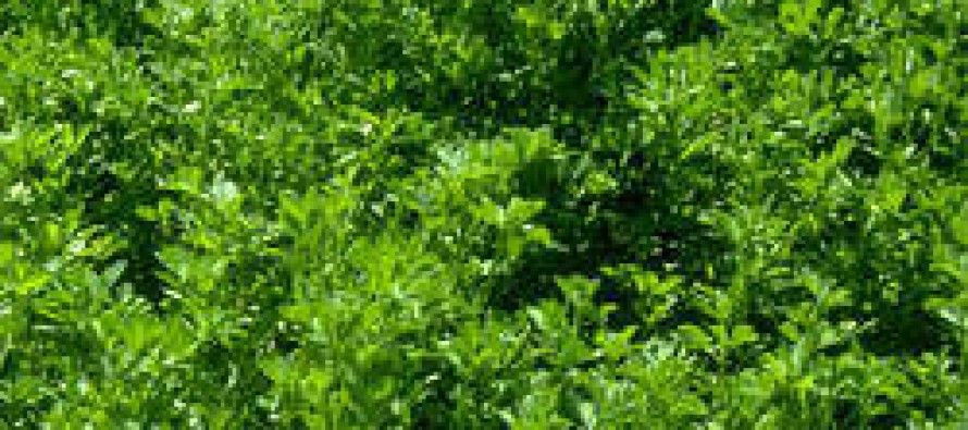 Demand for alfalfa grows in Bamiyan