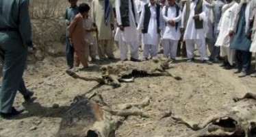 Nearly 20,000 animals hit by drought in Nimroz province