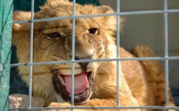 Afghan businessman keeps a USD 20,000 lion as a pet