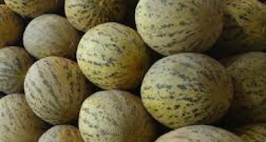 Kunduz sees a surge in melon production