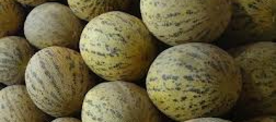 Kunduz sees a surge in melon production