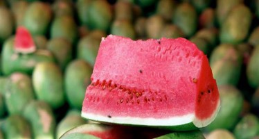 Farah province exports 250,000 tons of watermelons
