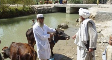 Helmand’s Nahr-e Saraj district delivers much-needed vaccines for local livestock