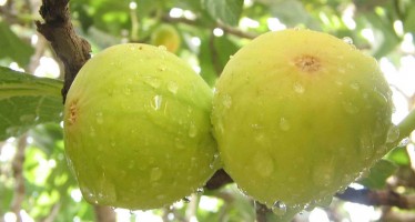 Fig production in Kandahar has increased