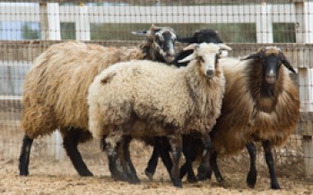 Karakul sheep increase in number in Jawzjan province