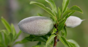 Samangan’s almond production up by 20%