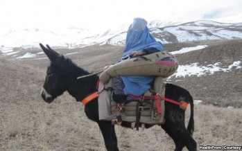 ‘Donkey Ambulances’ developed to carry Afghan women in labor