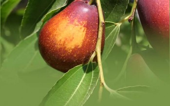 Farah witnesses a remarkable increase in jujube yield this year
