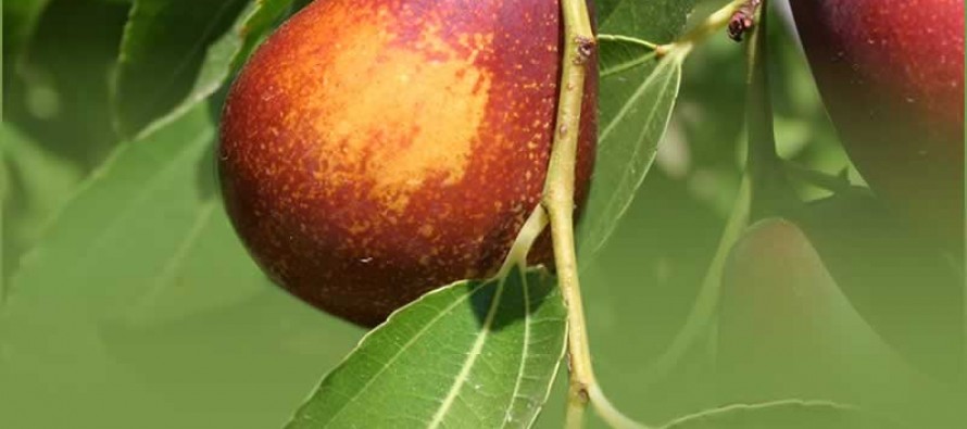 Farah witnesses a remarkable increase in jujube yield this year