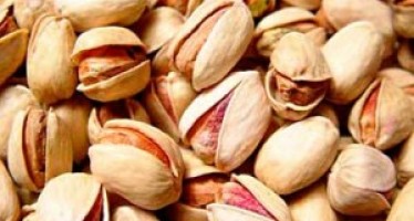 Improved pistachio seeds cultivated in Samangan province