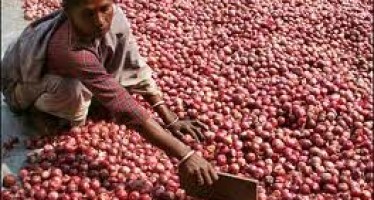 1,000 tons of onion exported to India from Afghanistan daily