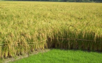 15% boost in rice yield in Takhar province