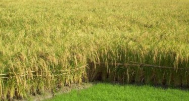 15% boost in rice yield in Takhar province