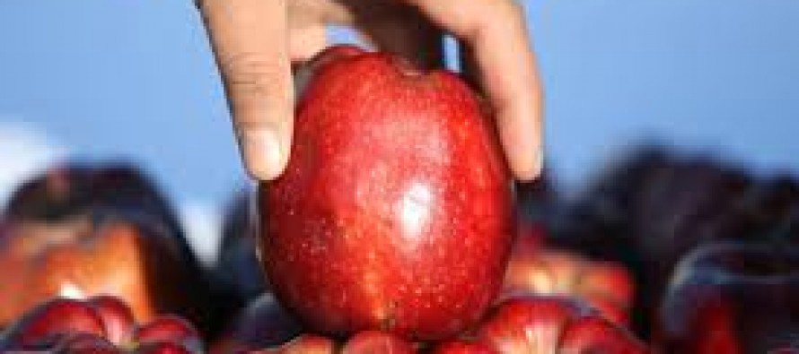 Paktia in need of market for their apples